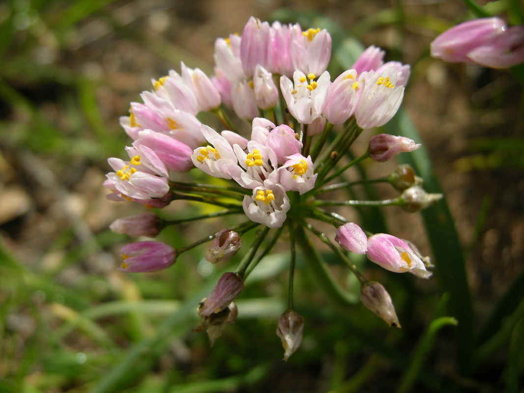 Allium subhirsutum ssp obtusipetalum02
