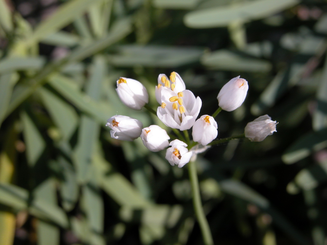 Allium subhirsutum ssp obtusipetalum03