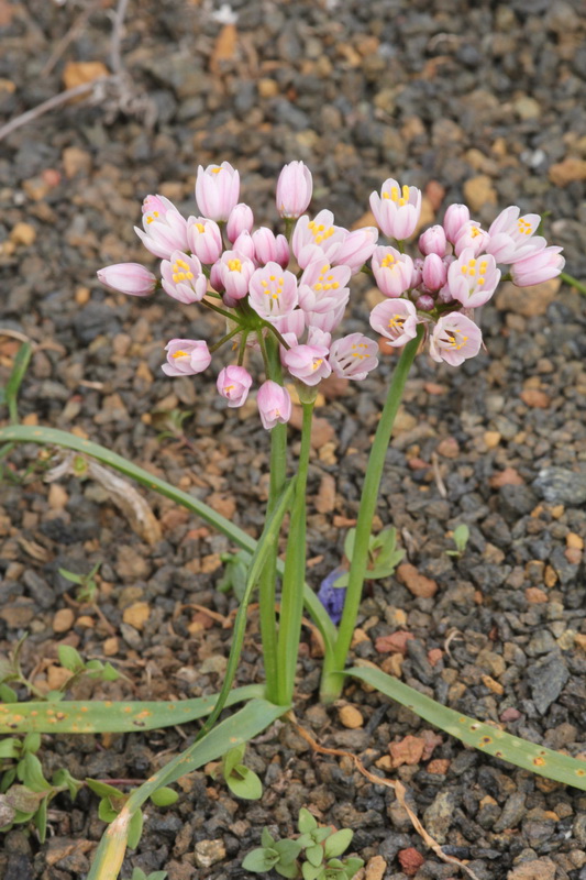 Allium subhirsutum ssp obtusipetalum05