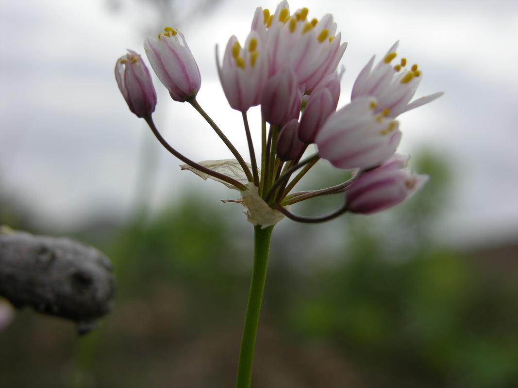 Allium subhirsutum ssp obtusipetalum06