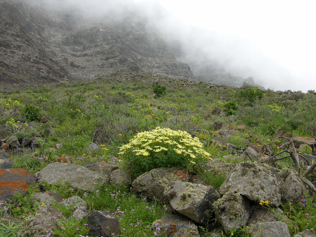 Argyranthemum maderense0