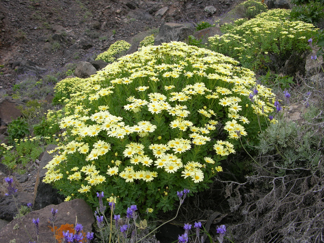 Argyranthemum maderense1