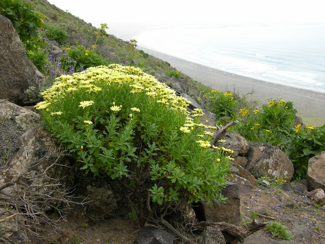 Argyranthemum maderense2