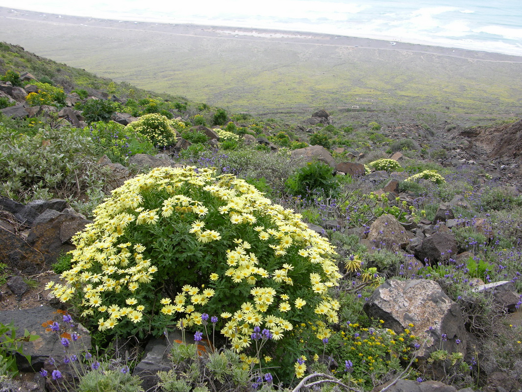 Argyranthemum maderense3