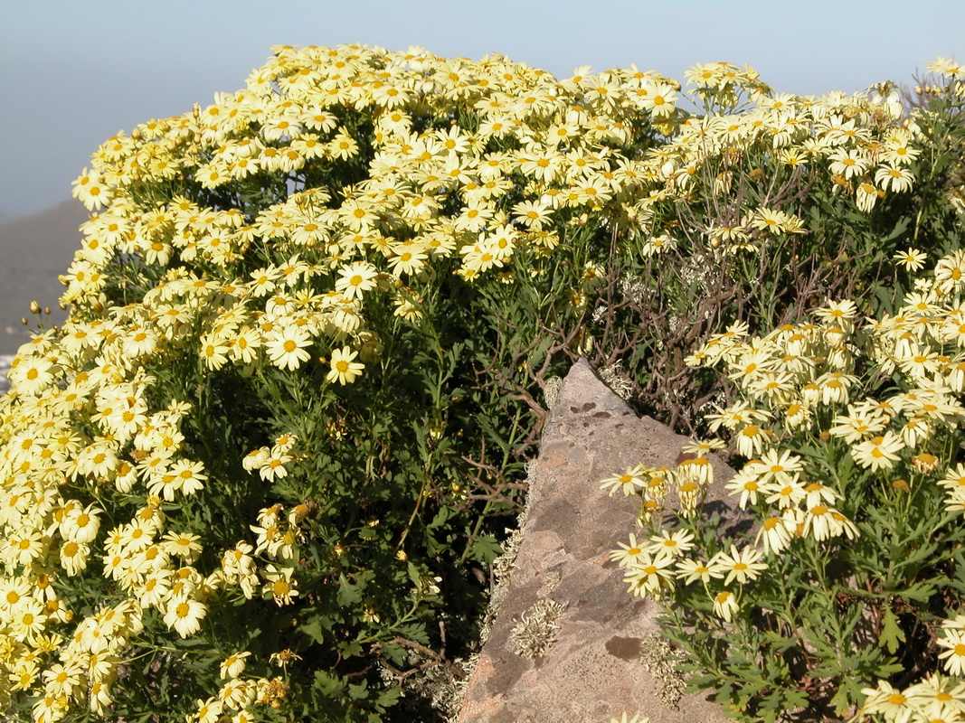 Argyranthemum maderense4