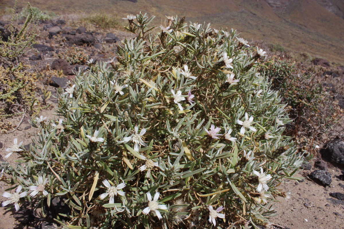 IMG 4234 Atractylis arbuscula subsp. arbuscula