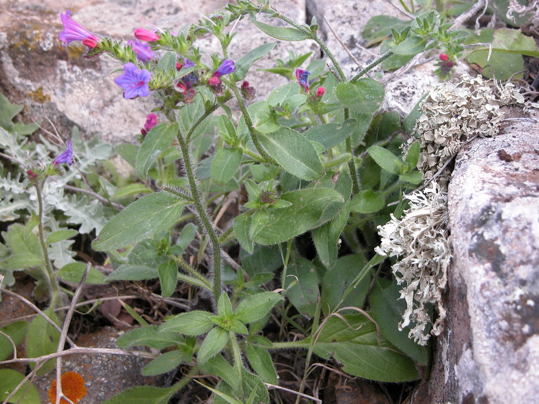Echium lancerottense4