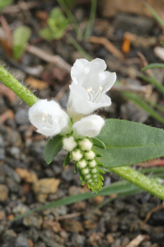 IMG 4143 Echium lancerottense var alba blanco Viborina