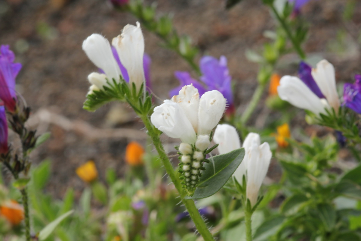IMG 4150 Echium lancerottense var alba blanco Viborina