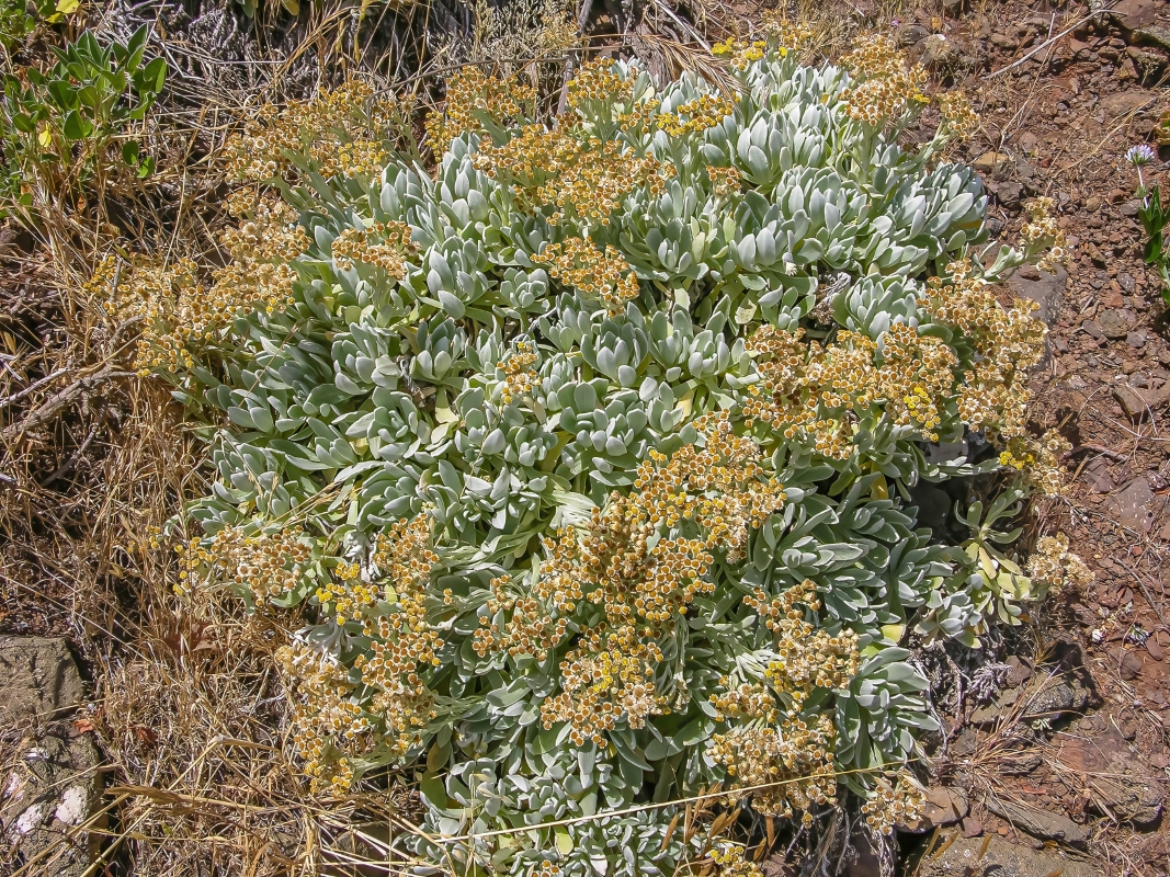 DSCN6619 Helichrysum gossypinum