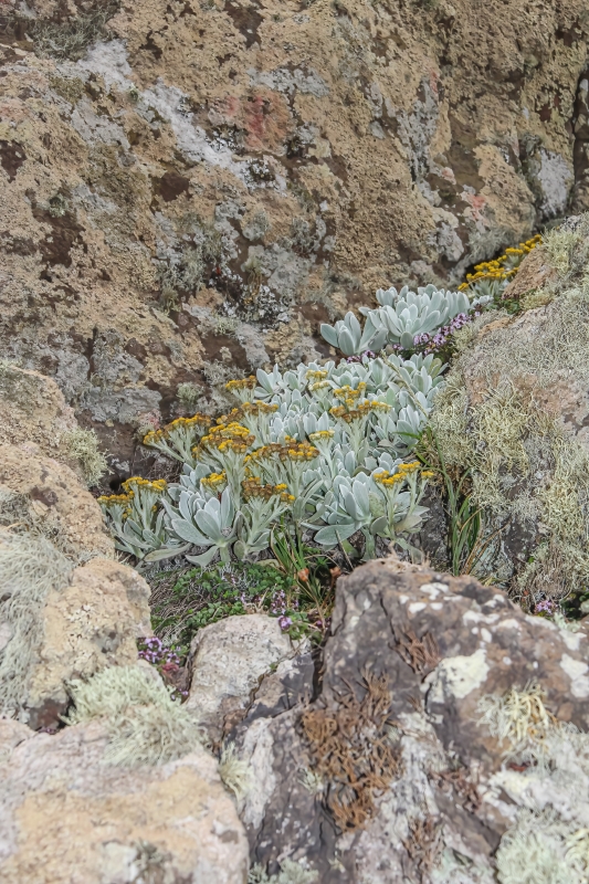 IMG 7581 Helichrysum gossypinum Yesquera amarilla