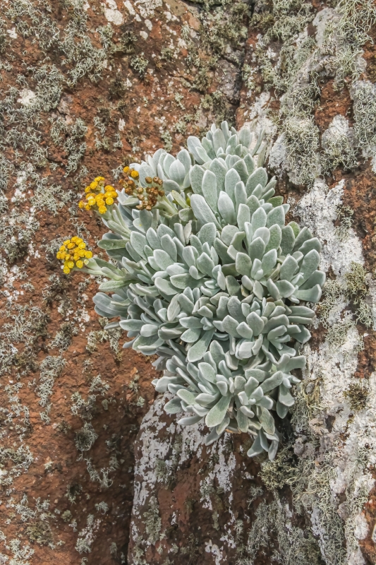 IMG 7731 Helichrysum gossypinum Yesquera amarilla