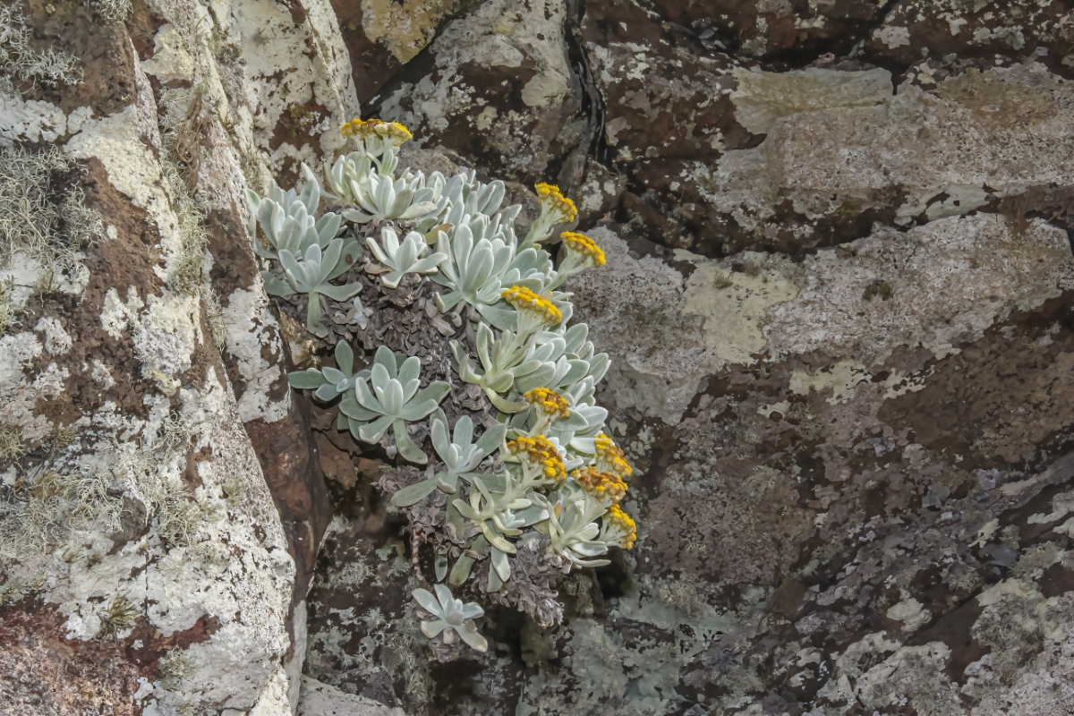 IMG 7793 Helichrysum gossypinum Yesquera amarilla