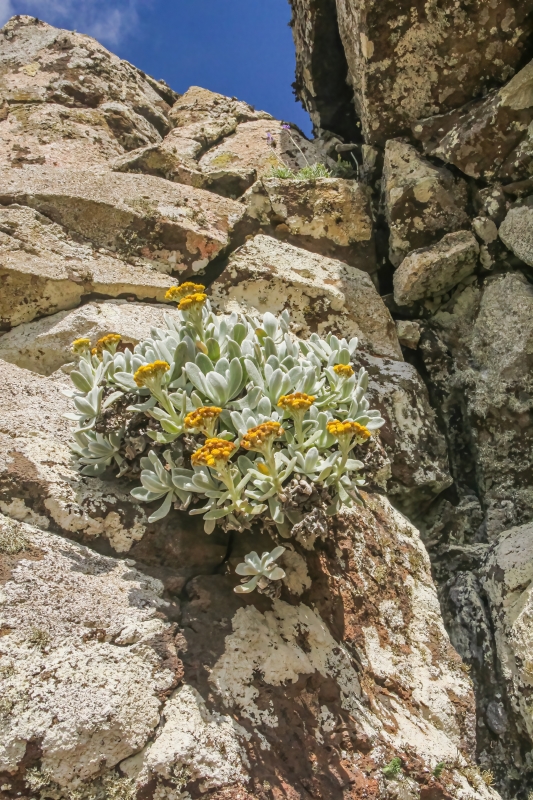IMG 7801 Helichrysum gossypinum Yesquera amarilla