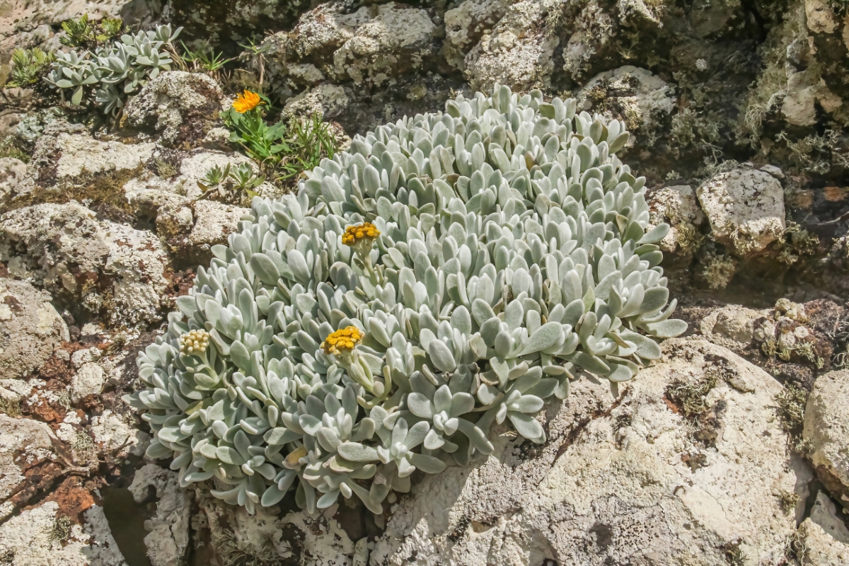 IMG 7803 Helichrysum gossypinum Yesquera amarilla