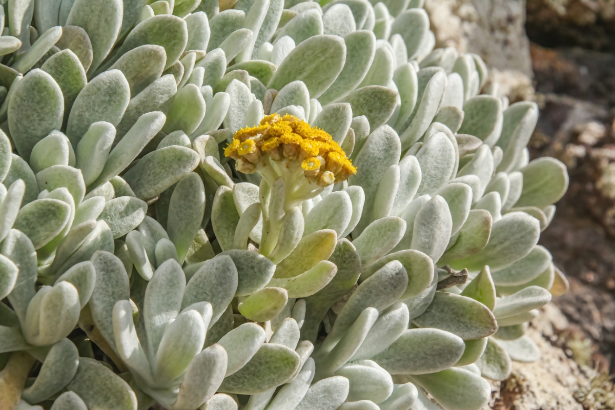 IMG 7804 Helichrysum gossypinum Yesquera amarilla