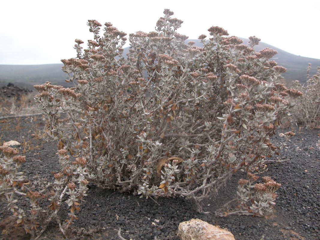 Polycarpaea robusta1