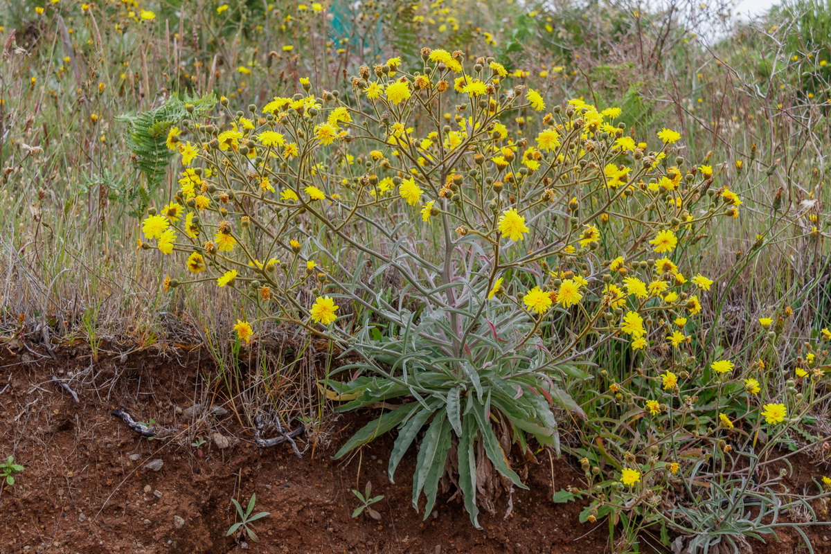 Andryala glandulosa cf subsp. cheiranthifolia 1234 MG 1116 