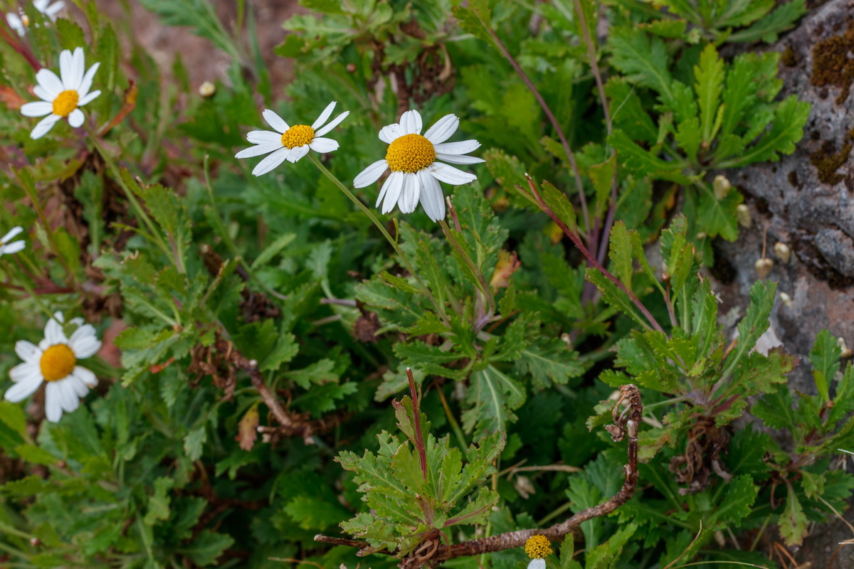 Argyranthemum pinnatifidum subsp montanum Malmequer Estreleira 1445 MG 1327 