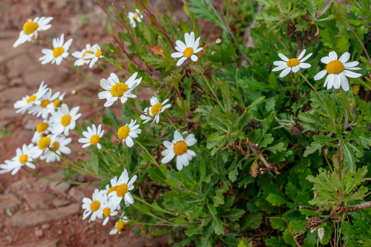 Argyranthemum pinnatifidum subsp montanum Malmequer Estreleira