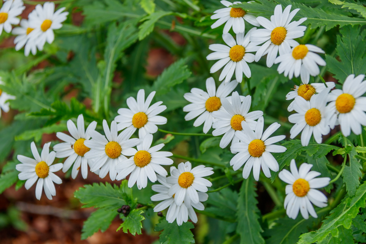 Argyranthemum pinnatifidum subsp pinnatifidum Malmequer Estreleira 0807 MG 0688 