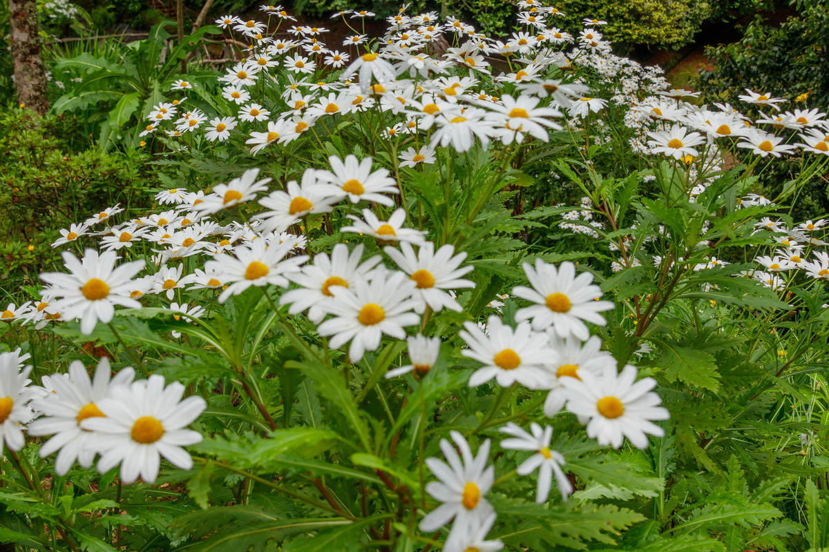 Argyranthemum pinnatifidum subsp pinnatifidum Malmequer Estreleira 0828 MG 0709 