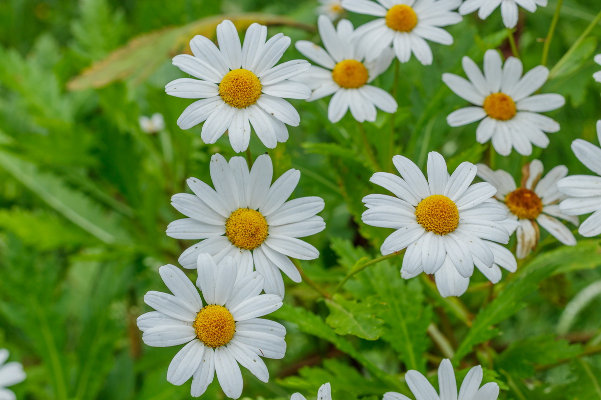 Argyranthemum pinnatifidum subsp pinnatifidum Malmequer Estreleira 0853 MG 0734 