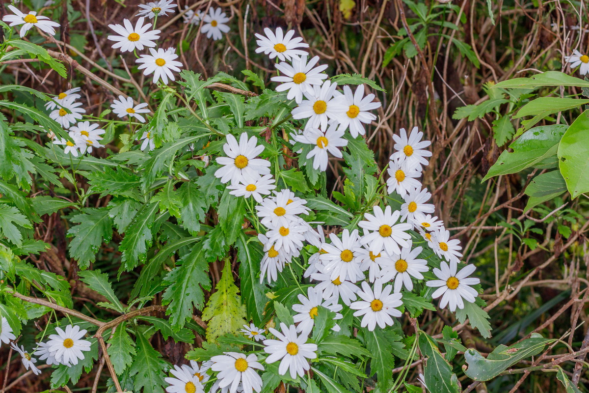 Argyranthemum pinnatifidum subsp pinnatifidum Malmequer Estreleira 0985 MG 0866 