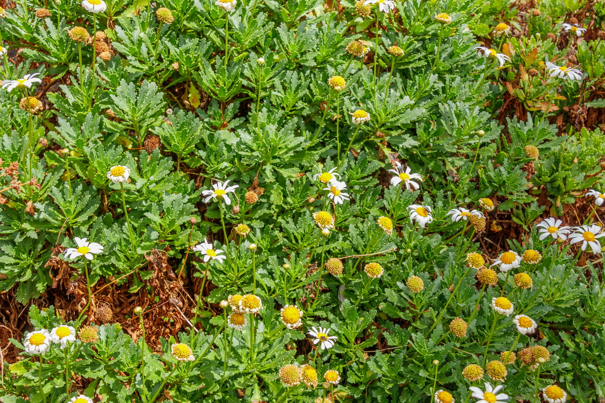 Argyranthemum pinnatifidum subsp succulentum Malmequer Estreleira 0733 MG 0614 