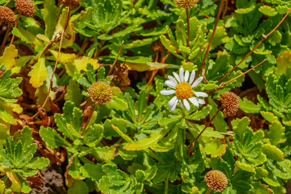 Argyranthemum pinnatifidum subsp succulentum Malmequer Estreleira 0740 MG 0621 