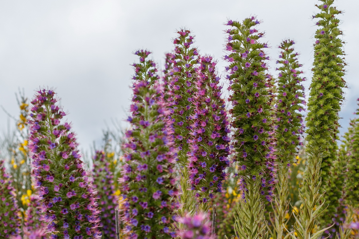 Echium  candicans Massaroco 1413 MG 1295 