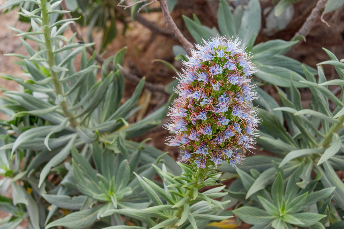 Echium  nervosum Massaroco 0611 MG 0492 