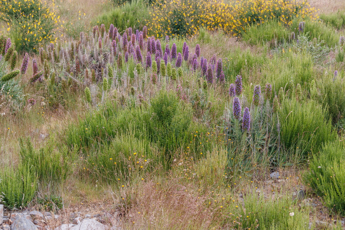 Echium  nervosum Massaroco 1295 MG 1177 