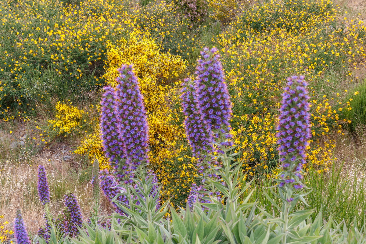 Echium  nervosum Massaroco 1296 MG 1178 