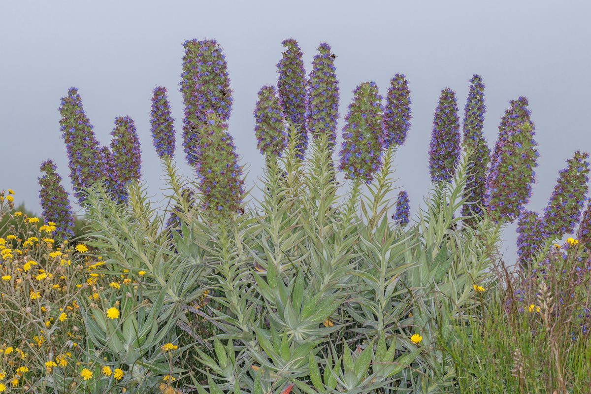 Echium  nervosum Massaroco 1694 MG 1576 