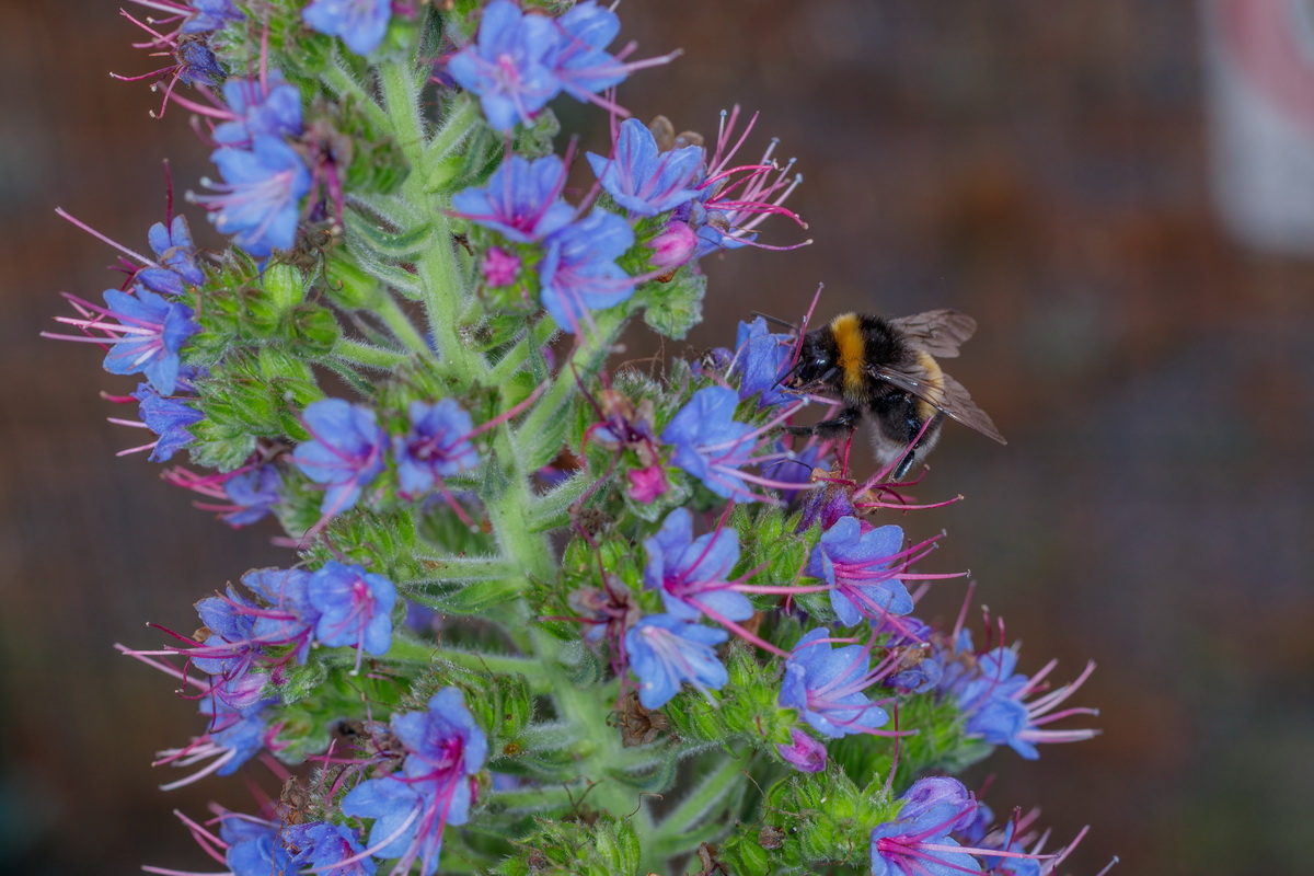 Echium  nervosum Massaroco Polinizado por Bombus maderensis 1215 MG 1097 