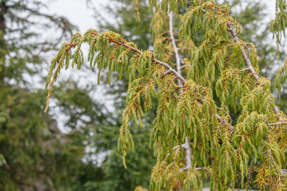 Juniperus cedrus subsp maderensis 1804 MG 1686 