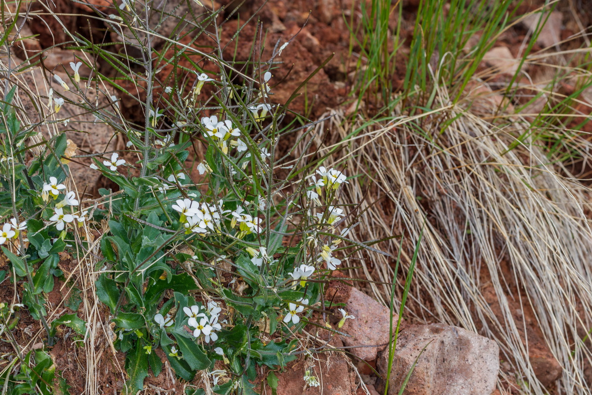  MG 8198 Arabis alpina subsp. caucasica (pelusilla)