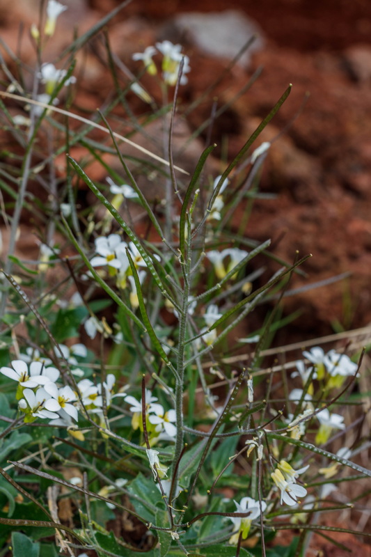  MG 8200 Arabis alpina subsp. caucasica (pelusilla)