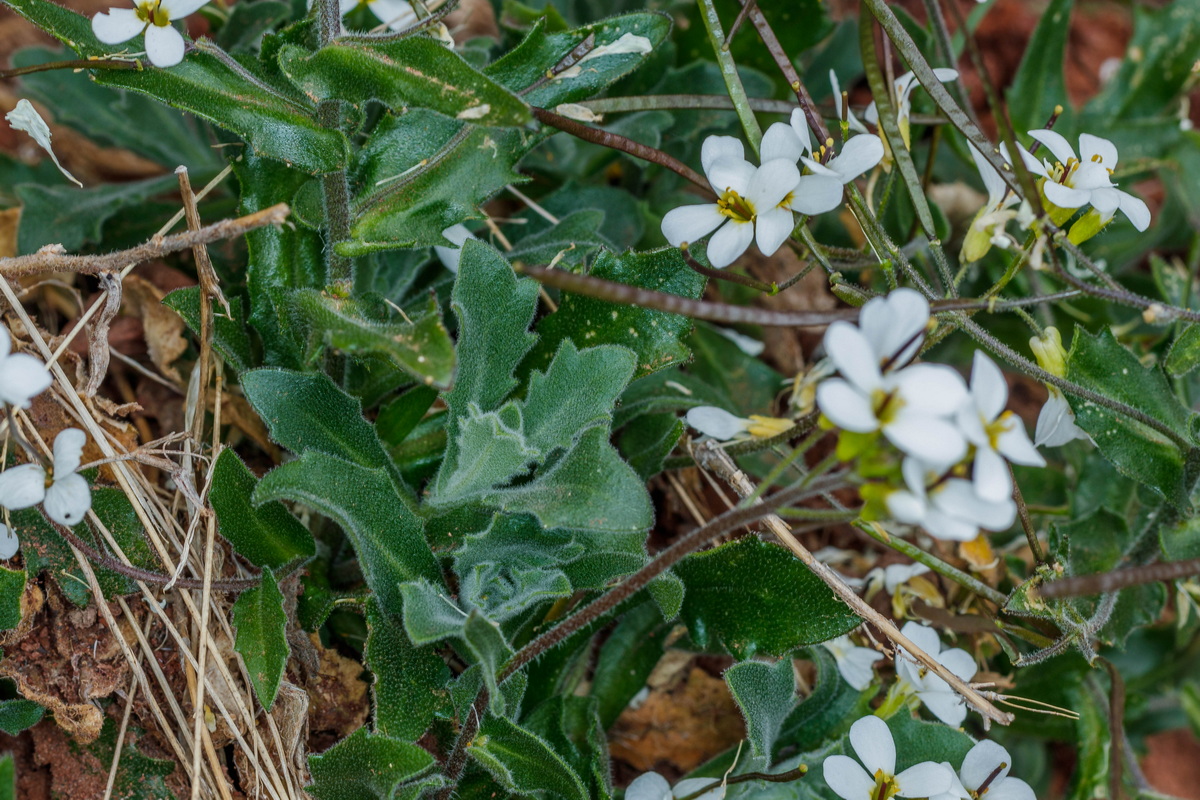  MG 8201 Arabis alpina subsp. caucasica (pelusilla)
