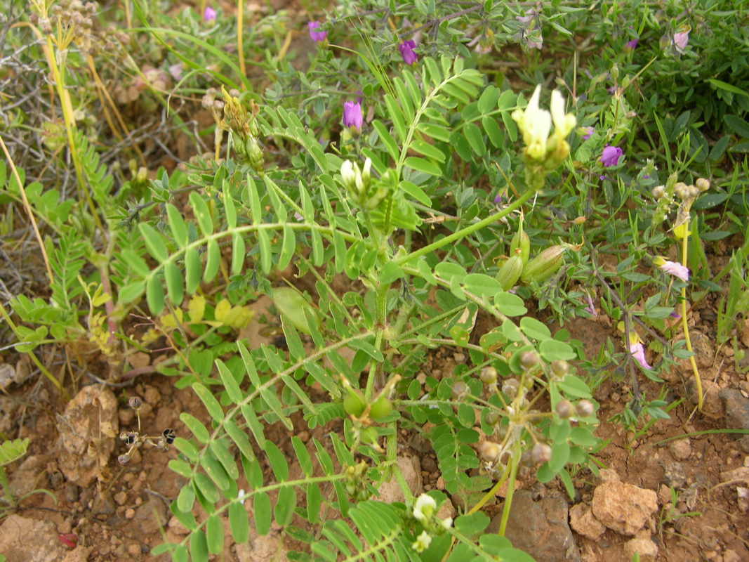 Astragalus boeticus1