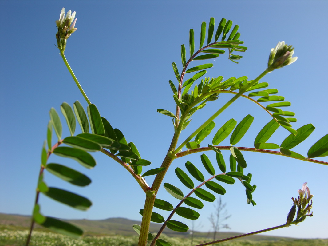 Astragalus boeticus3