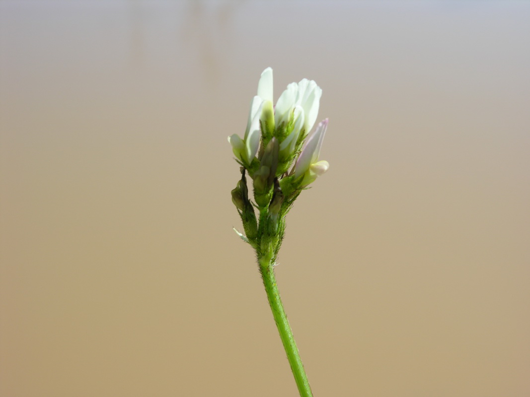 Astragalus boeticus4