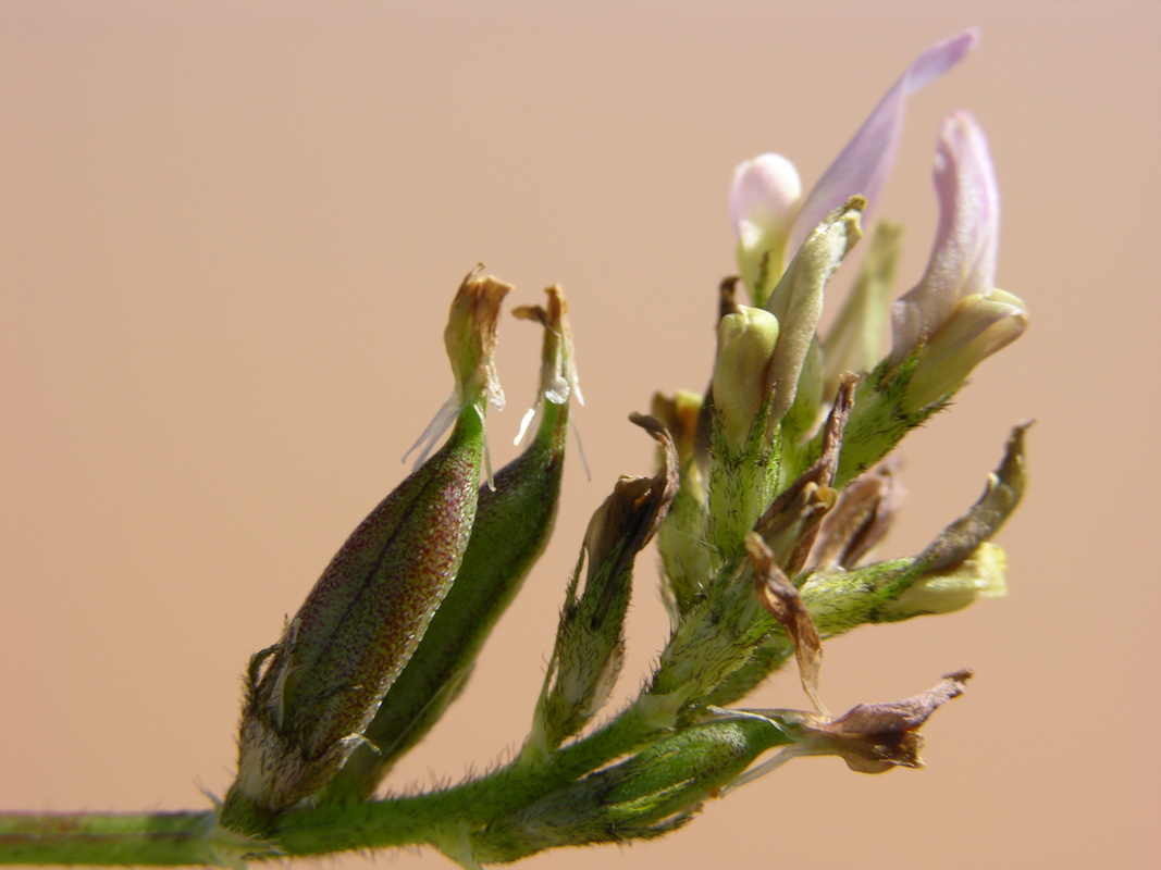 Astragalus boeticus5