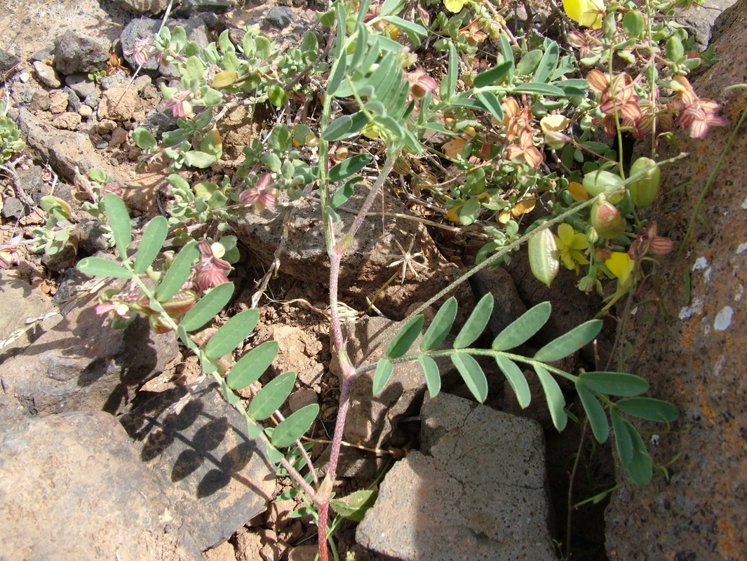 Astragalus edulis Mña. Hendida01.jpg