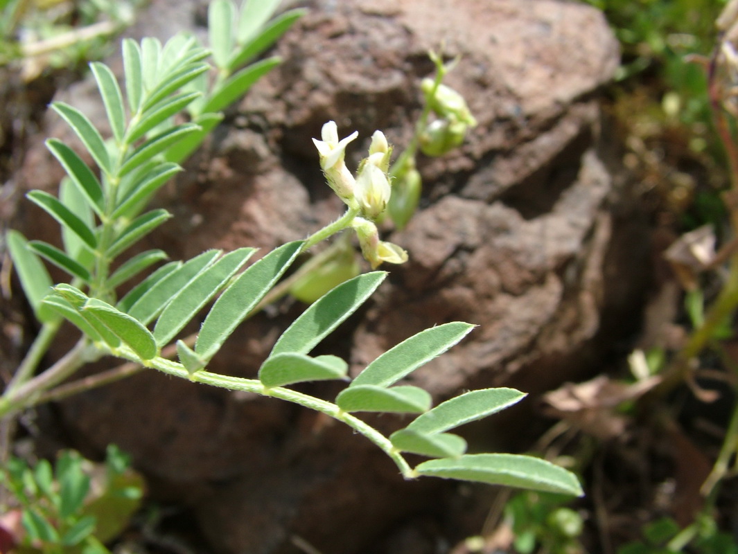 Astragalus edulis Mña. Hendida02.jpg