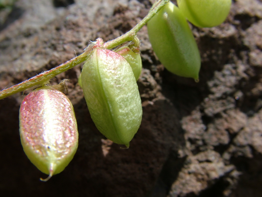 Astragalus edulis Mña. Hendida03.jpg
