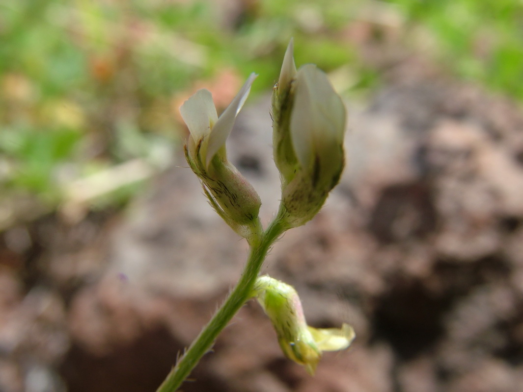 Astragalus edulis Mña. Hendida04.jpg