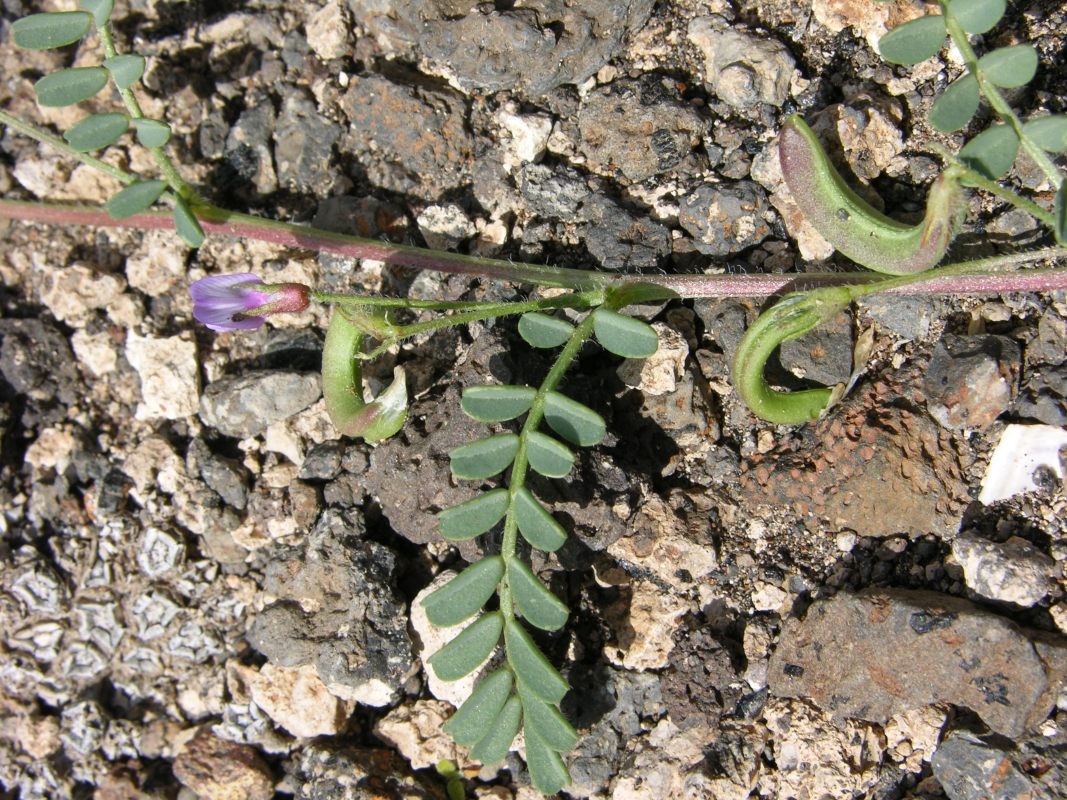 DSCN5500 Astragalus mareoticus p1 (Web endemicas)