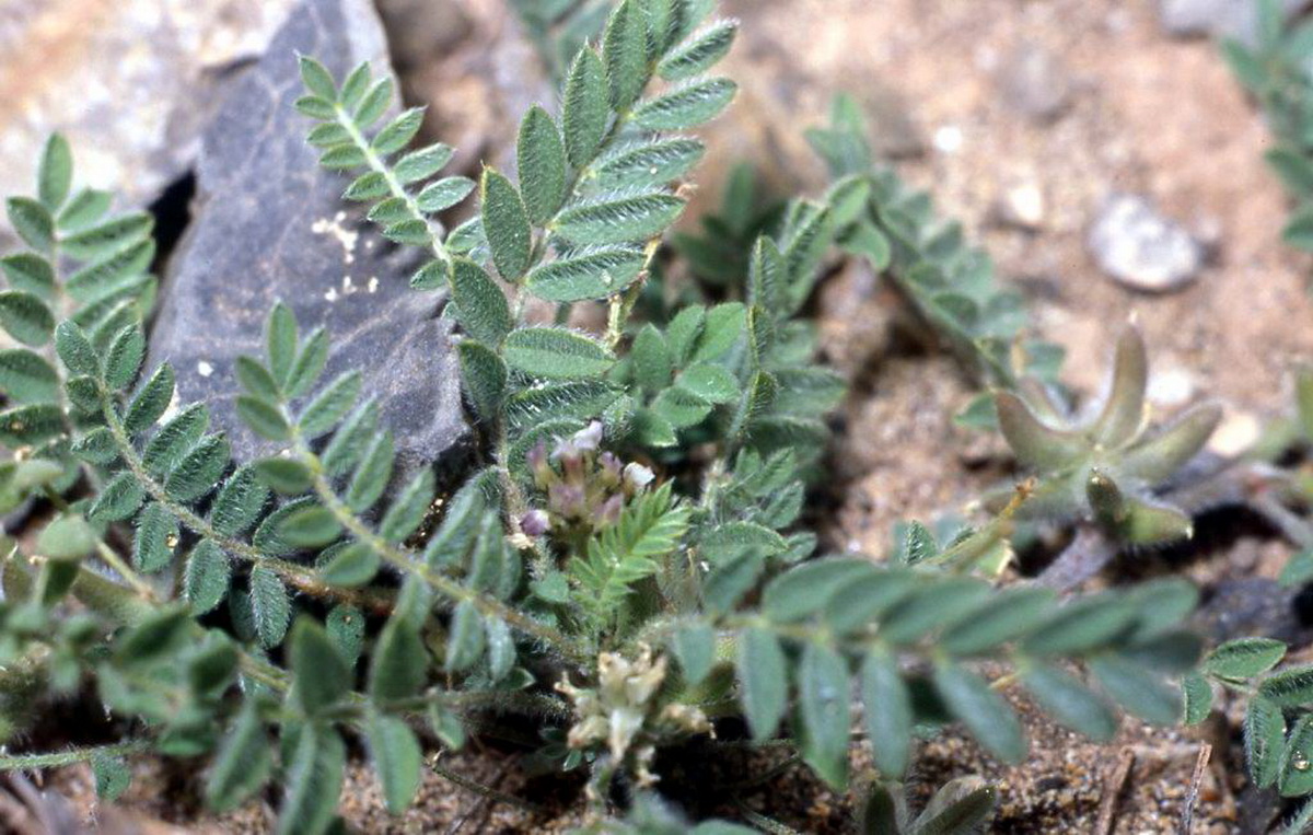 Astragalus stella2